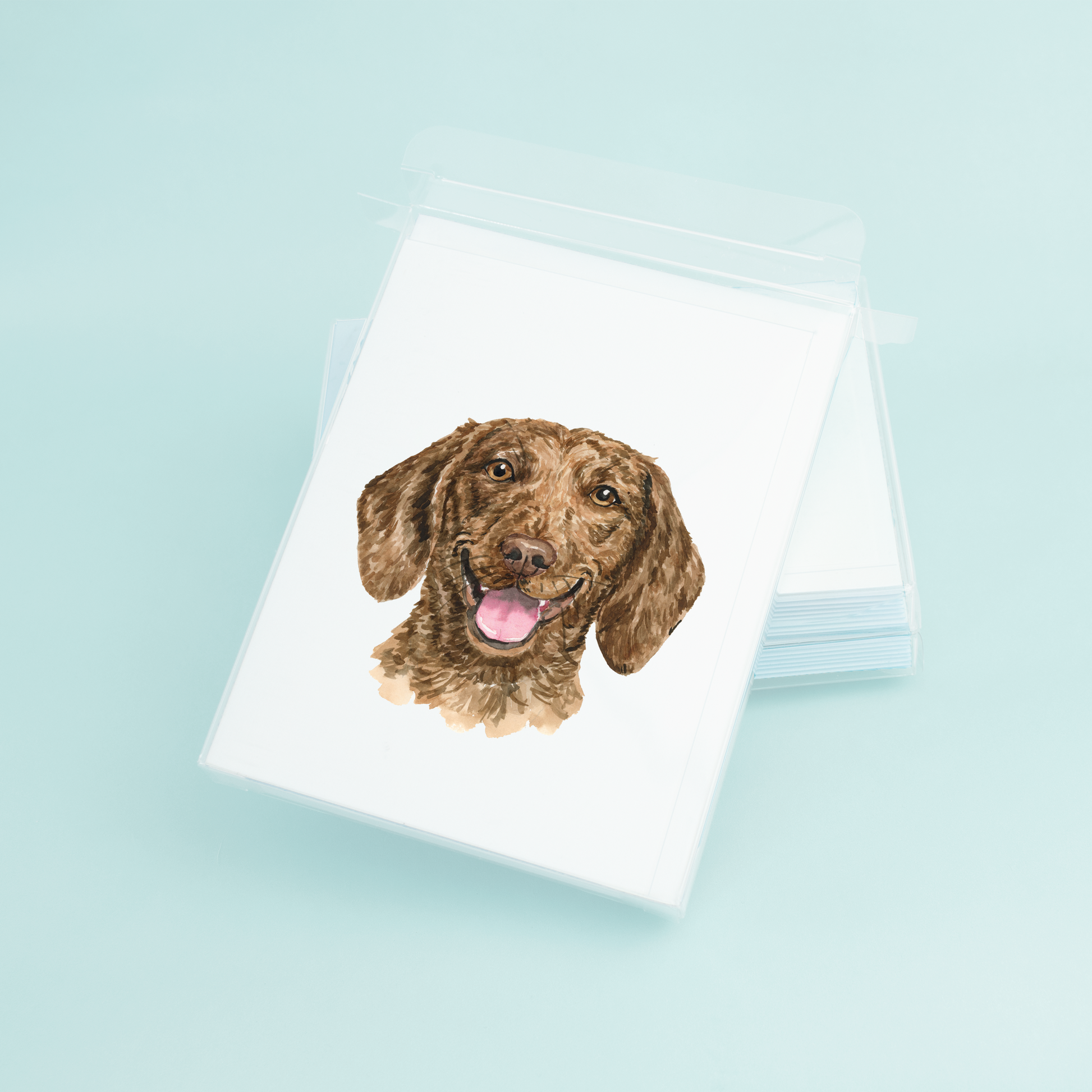 Brown Dachshund Portrait