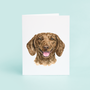 Brown Dachshund Portrait