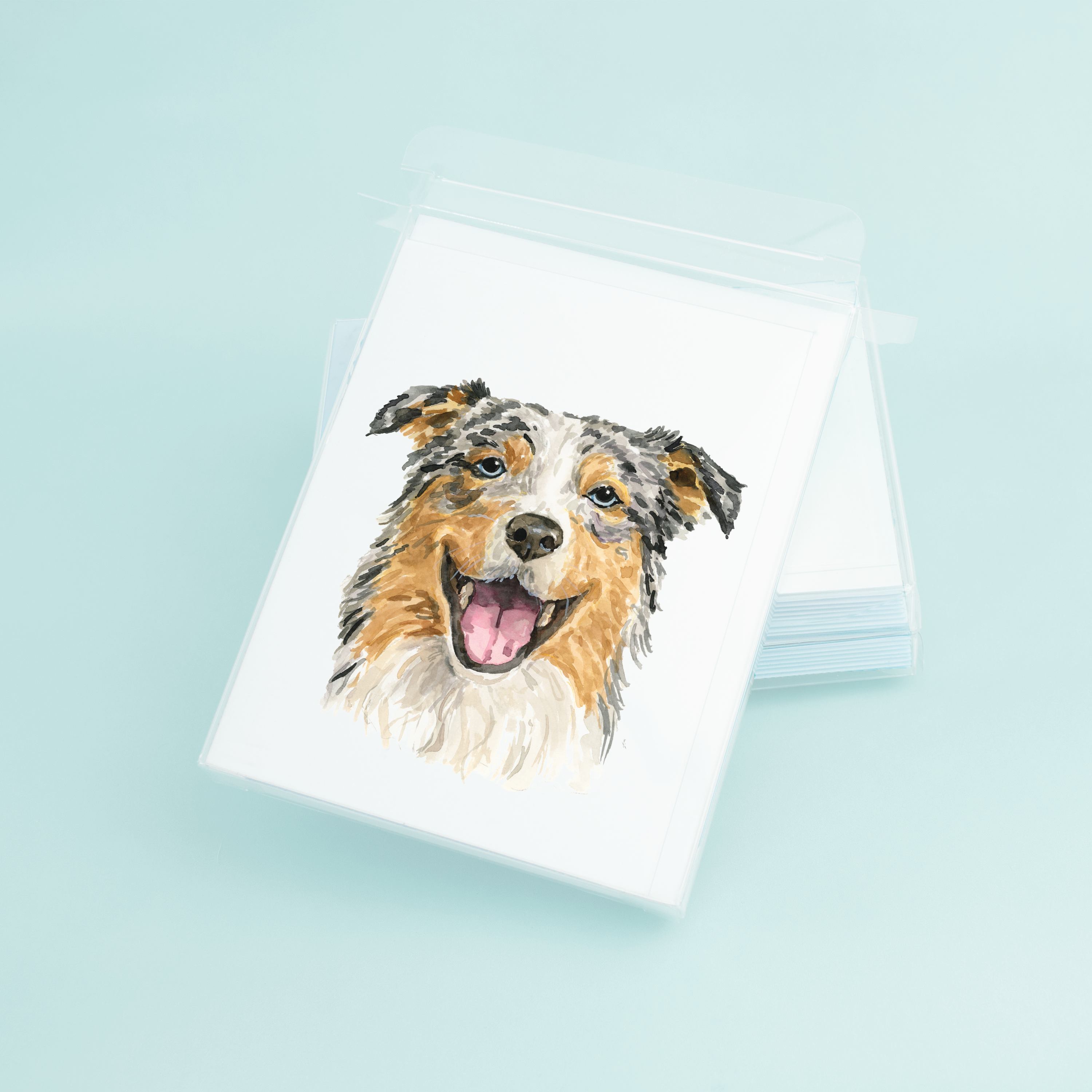 Australian Shepherd Portrait
