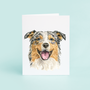 Australian Shepherd Portrait