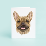 Brown French Bulldog Portrait