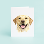 Yellow Lab Portrait